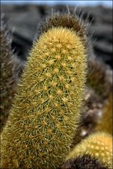 Brachycereus nesioticus