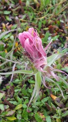 Castilleja elegans