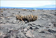 Brachycereus nesioticus