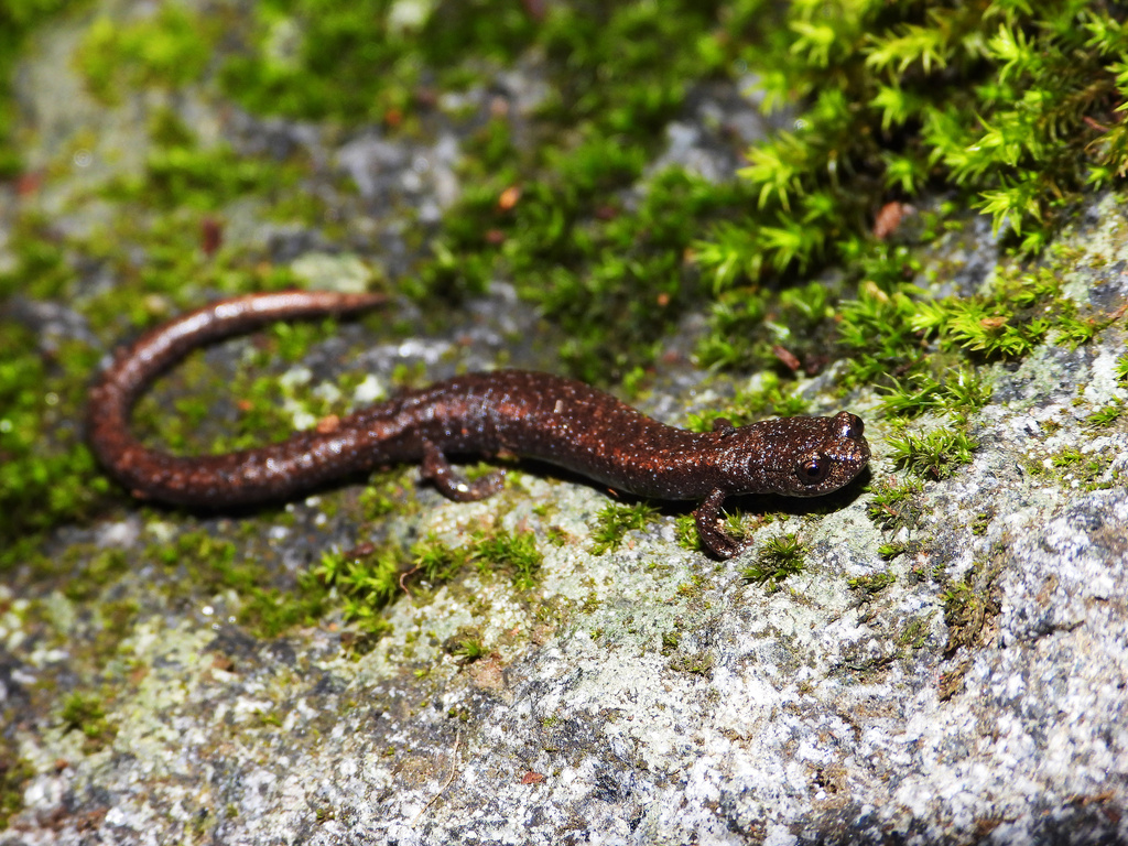 Greenhorn Mountains Slender Salamander