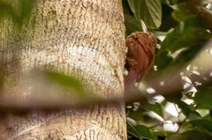 Xiphorhynchus guttatus