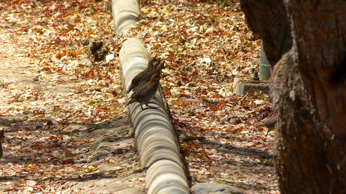 Banded Quail (Philortyx fasciatus), photo 7