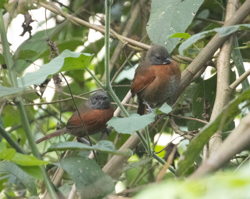 Rufous-breasted Spinetail (Synallaxis erythrothorax), photo 3