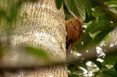 Xiphorhynchus guttatus