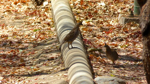 Banded Quail (Philortyx fasciatus), photo 6