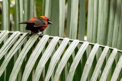 Ramphocelus nigrogularis