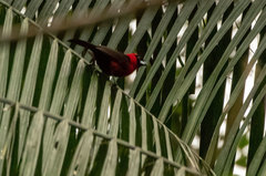 Ramphocelus nigrogularis