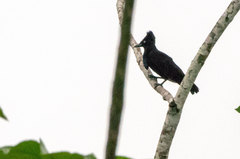 Cephalopterus ornatus