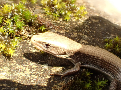 iNaturalist observation photo of Northern Alligator Lizard
