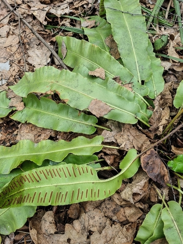Hart's-Tongue Fern