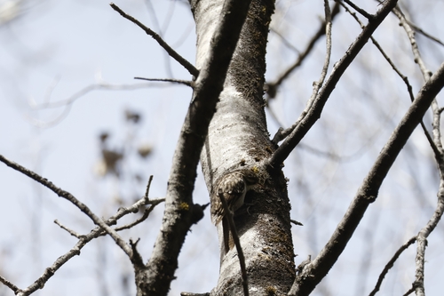 Bar-tailed Treecreeper (Certhia himalayana), photo 9