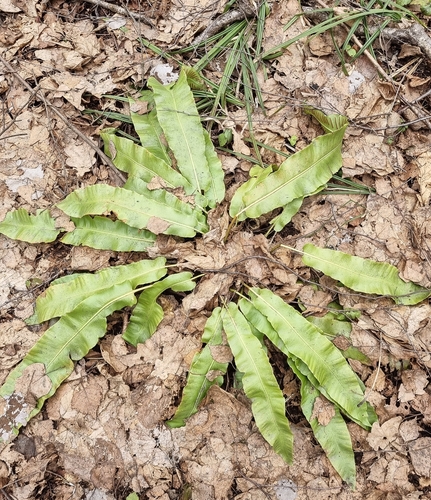 Asplenium scolopendrium