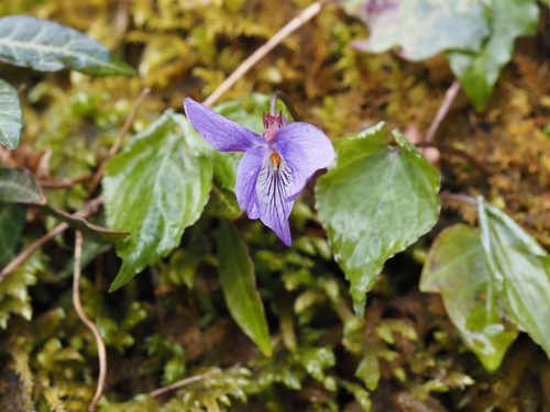 Viola vaginata iNat (1)