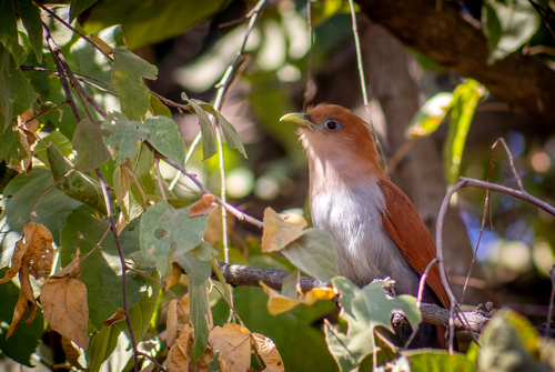 Mexican Squirrel-Cuckoo