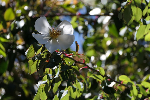 Nilgiri climbing rose (Rosa leschenaultiana)
