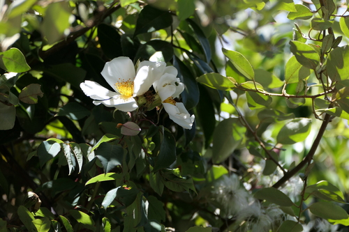 Rosa leschenaultiana