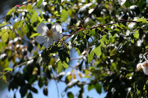 Rosa leschenaultiana, photograph 4