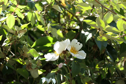 Rosa leschenaultiana, photograph 1
