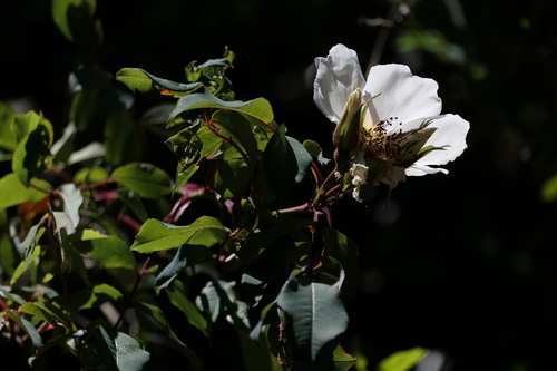 Rosa leschenaultiana, photograph 2