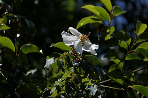 Rosa leschenaultiana, photograph 3