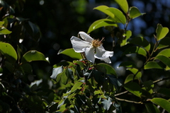 Rosa leschenaultiana, photograph (c) Dinesh Valke, some rights reserved (CC BY-SA)