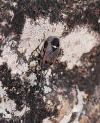 Aspilocoryphus australicus