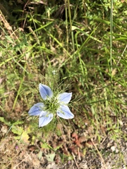 Nigella damascena