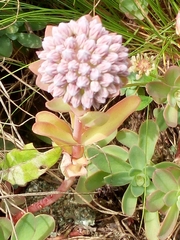 Hylotelephium anacampseros
