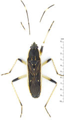 Dieuches uniformis