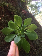 Aichryson divaricatum