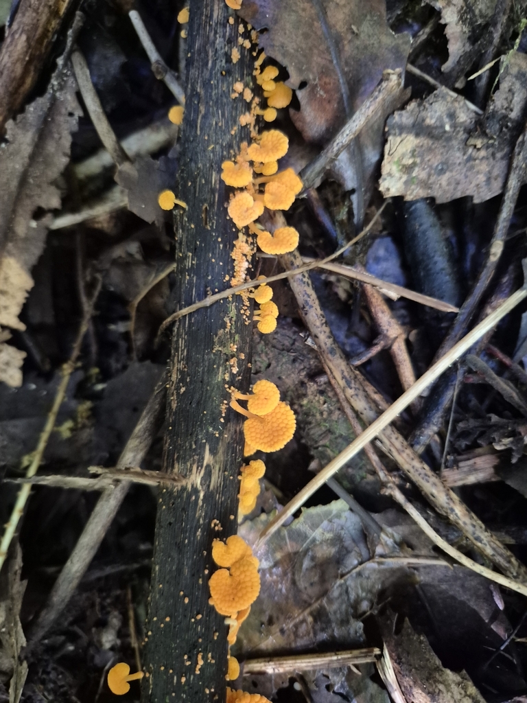 Favolaschia claudopus · March 2025 · photo: © rempson (iNaturalist, cc-by)