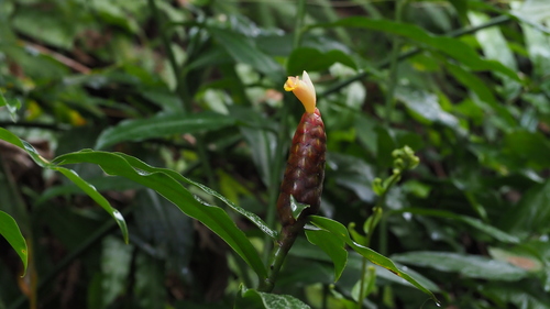 Costus spicatus - Whole tree