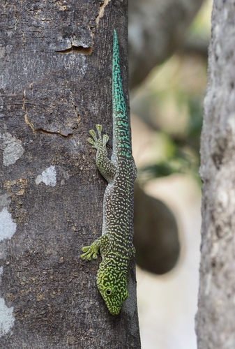 Banded Day Gecko
