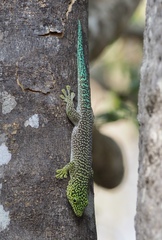 Banded Day Gecko photo 4