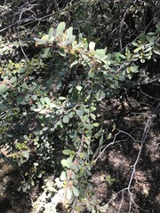 Gymnosporia glaucophylla