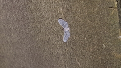 Dysimia pseudomaculata