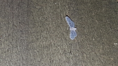 Dysimia pseudomaculata