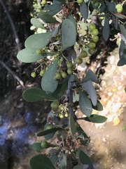 Gymnosporia glaucophylla