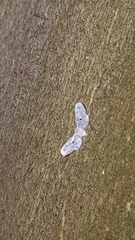 Dysimia pseudomaculata