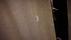 Dysimia pseudomaculata