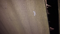 Dysimia pseudomaculata