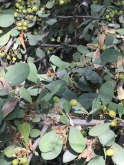 Gymnosporia glaucophylla