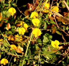 Dalbergieae