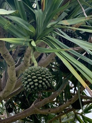 Pandanus tectorius