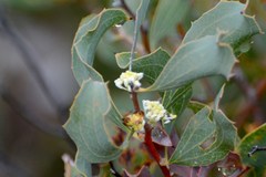 Hakea undulata