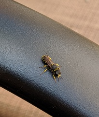 Ectemnius lapidarius