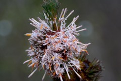 Isopogon asper