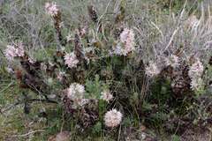 Isopogon asper