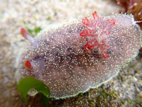 Nanaimo Dorid