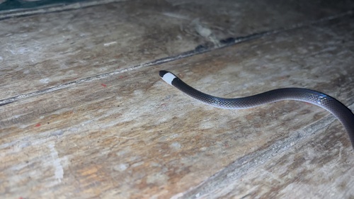 White-headed snake